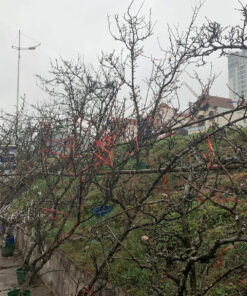 Bán cây lê rừng chơi tết số lượng lớn