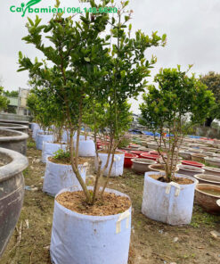 Vườn dâm ủ cây siro trưởng thành