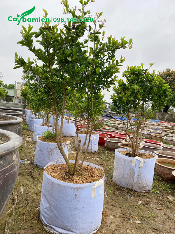 Vườn dâm ủ cây siro trưởng thành