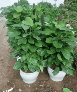 Cung cấp cây trầu bà