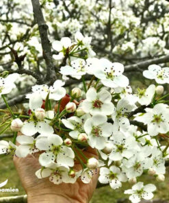 Hoa lê nở đẹp nao lòng