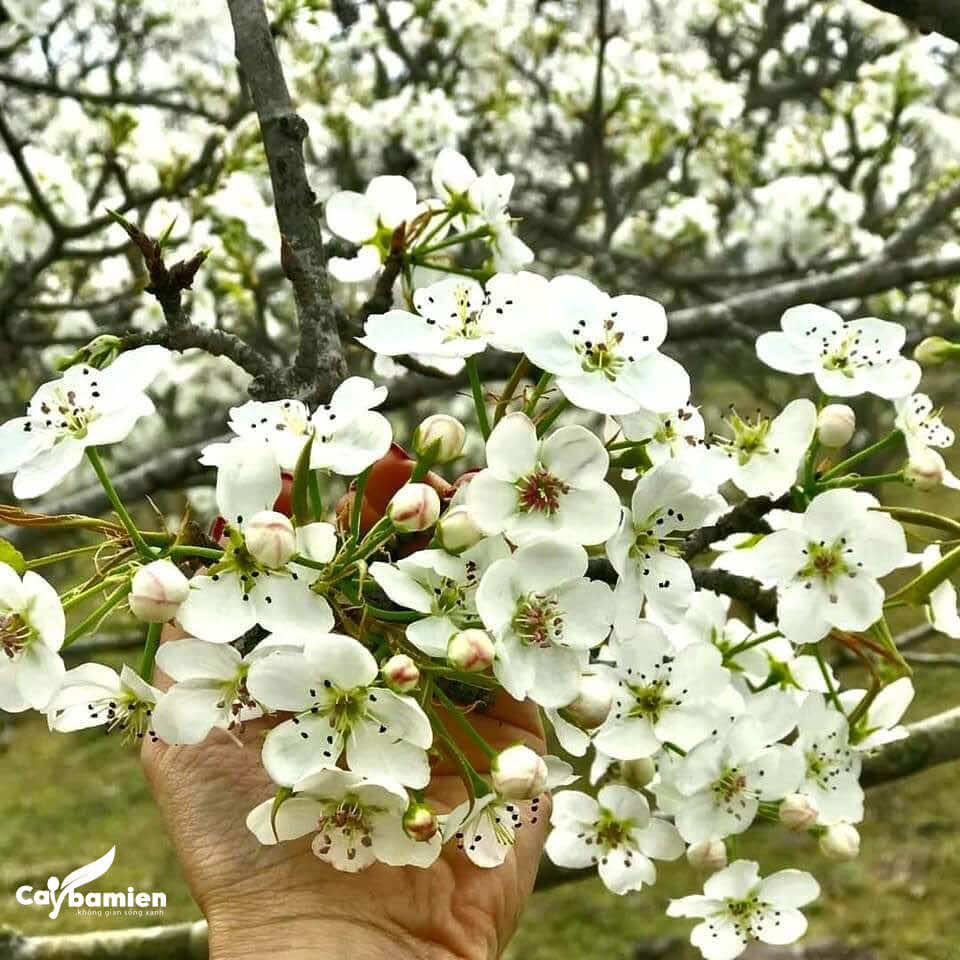Hoa lê nở đẹp nao lòng