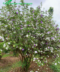 Bụi cây hoa Lài Nhật bứng thẳng, đường kính gốc khoảng 12cm