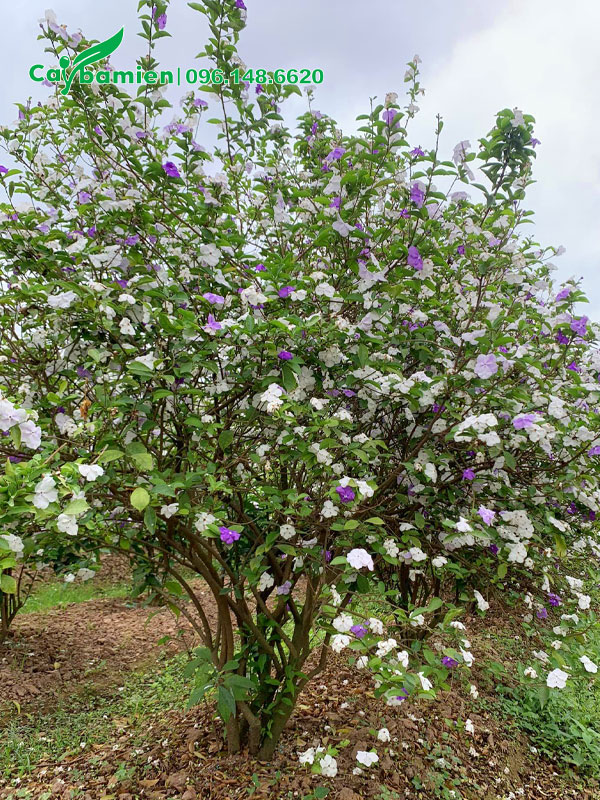 Bụi cây hoa Lài Nhật bứng thẳng, đường kính gốc khoảng 12cm