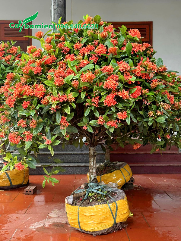 Những cây hoa mẫu đơn đường kính gốc 10cm