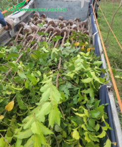 Cây nhỏ đường kính 2 - 3cm, chiều cao khoảng 2m