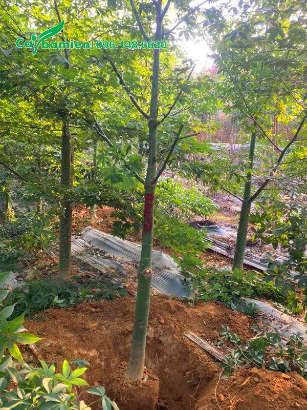 Bứng bầu, tỉa tay cành cho cây Mỹ Nhân công trình