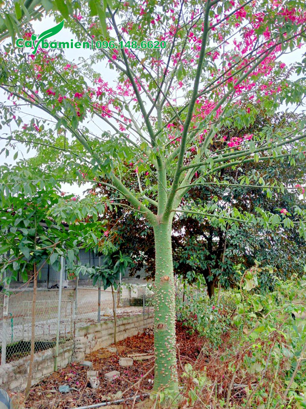 Cây Mỹ Nhân lâu năm trồng trước cổng nhà