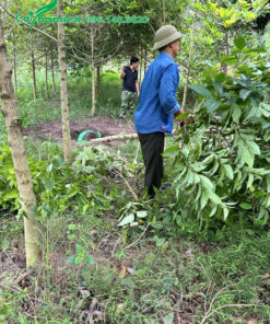 Công nhân đang bứng và bó bầu cây Hoàng Lan công trình đường kính gốc 10cm