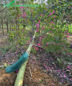 Bứng nóng cây Mỹ Nhân công trình, đường kính gốc 25cm