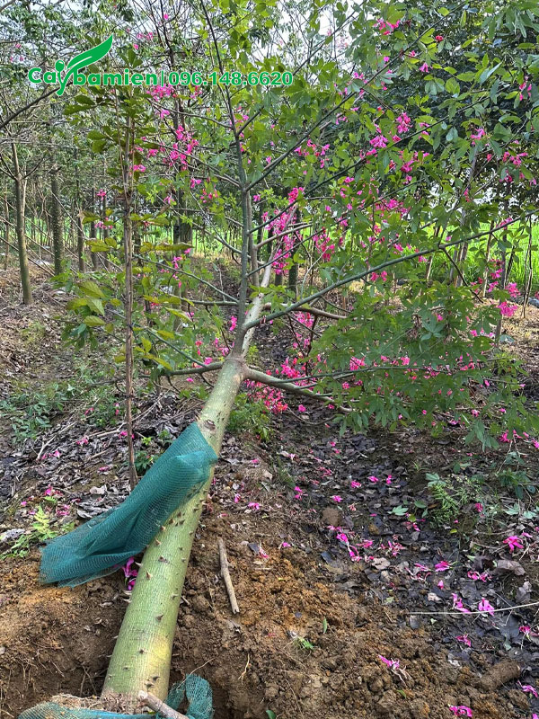 Bứng nóng cây Mỹ Nhân công trình, đường kính gốc 25cm