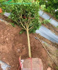 Bứng hạ cây Nhài Nhật thoát thân cao 1m