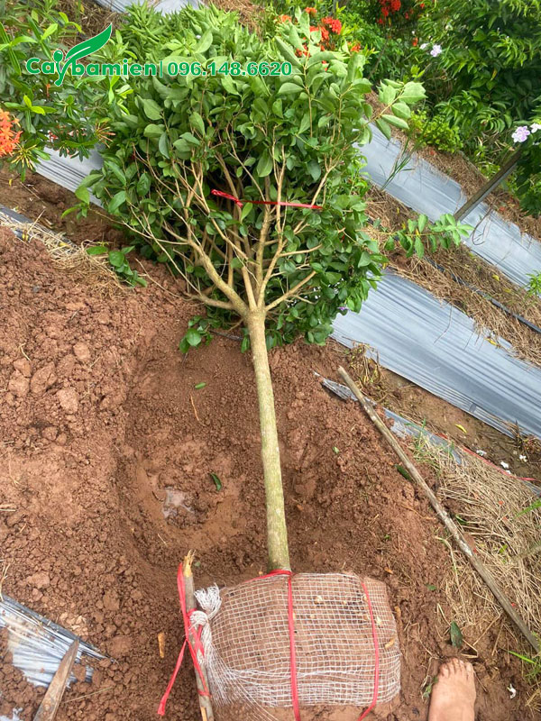 Bứng hạ cây Nhài Nhật thoát thân cao 1m