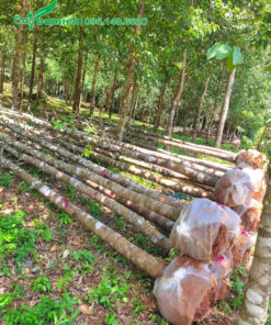 Bứng nóng cây tại vườn, đường kính gốc 12 - 15cm