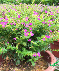 Trồng cây cẩm tú mai thành khóm trong chậu