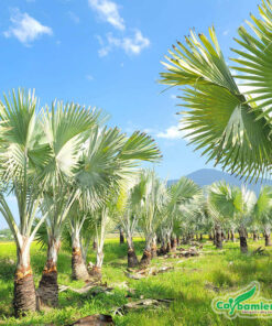 Cây Kè Bạc trồng ở nơi đón được nhiều ánh sáng mặt trời