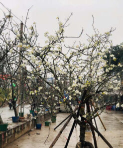 Cây lê rừng trồng công trình, chơi tết