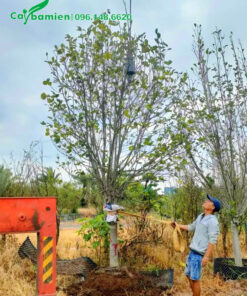 Nhấc cây mộc lan cao hơn 3m, đk gốc 10cm lên xe