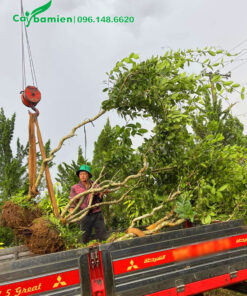 Cẩu những cây hoa mai xanh lâu năm lên xe tải