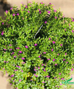 Khóm cây cẩm tú hoa có tán tròn đẹp