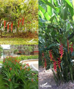 Chuối phượng hoàng trong thiết kế cảnh quan ngoại thất