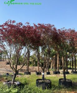 Phong lá đỏ cảnh, tán đẹp, dáng cao khoảng 2m