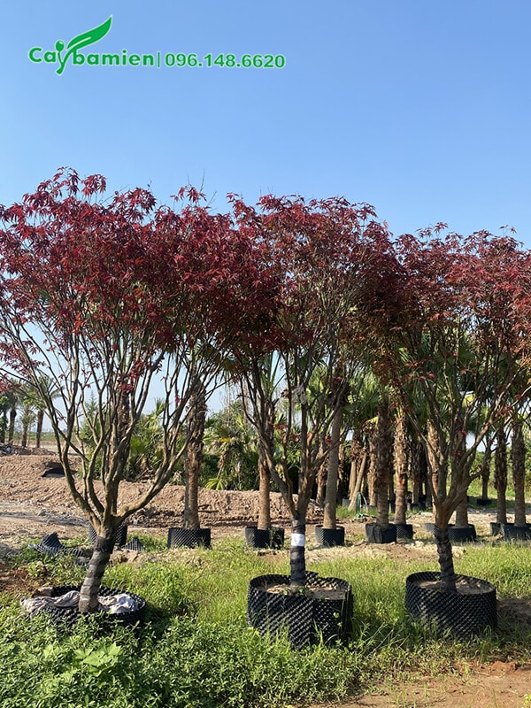 Phong lá đỏ cảnh, tán đẹp, dáng cao khoảng 2m