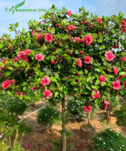 Cây Dâm Bụt cảnh bông hoa to, màu hồng đẹp