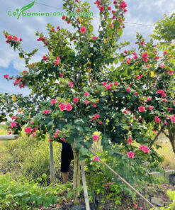 Cây Dâm Bụt cao hơn 2m, hoa nở đẹp