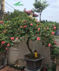 Dâm bụt hoa đỏ cảnh quan