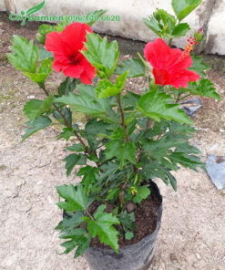 Cây giống Dâm Bụt ta hoa đỏ