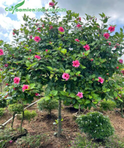 Cây Dâm Bụt đẹp, chiều cao 2m, đường kính gốc 5cm