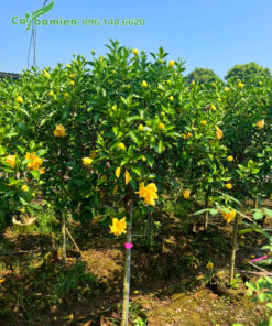 Vườn dưỡng số lượng lớn cây hoa Dâm Bụt vàng