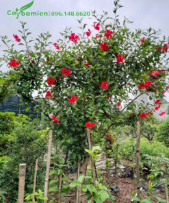 Cây Dâm Bụt ta cổ thụ