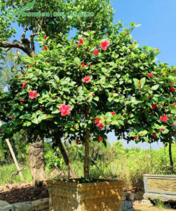 Chậy cây Dâm Bụt hoa hồng lâu năm đường kính tán 1,5m