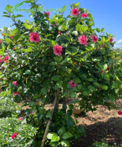 Cây hoa Dâm Bụt hồng lâu năm