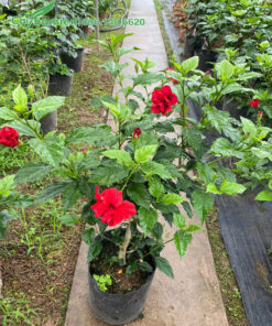 Cây hoa Dâm Bụt đỏ giống chiều cao 40cm