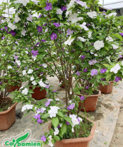 Cây hoa Nhài Nhật trồng trong chậu, đã trưởng thành cho hoa