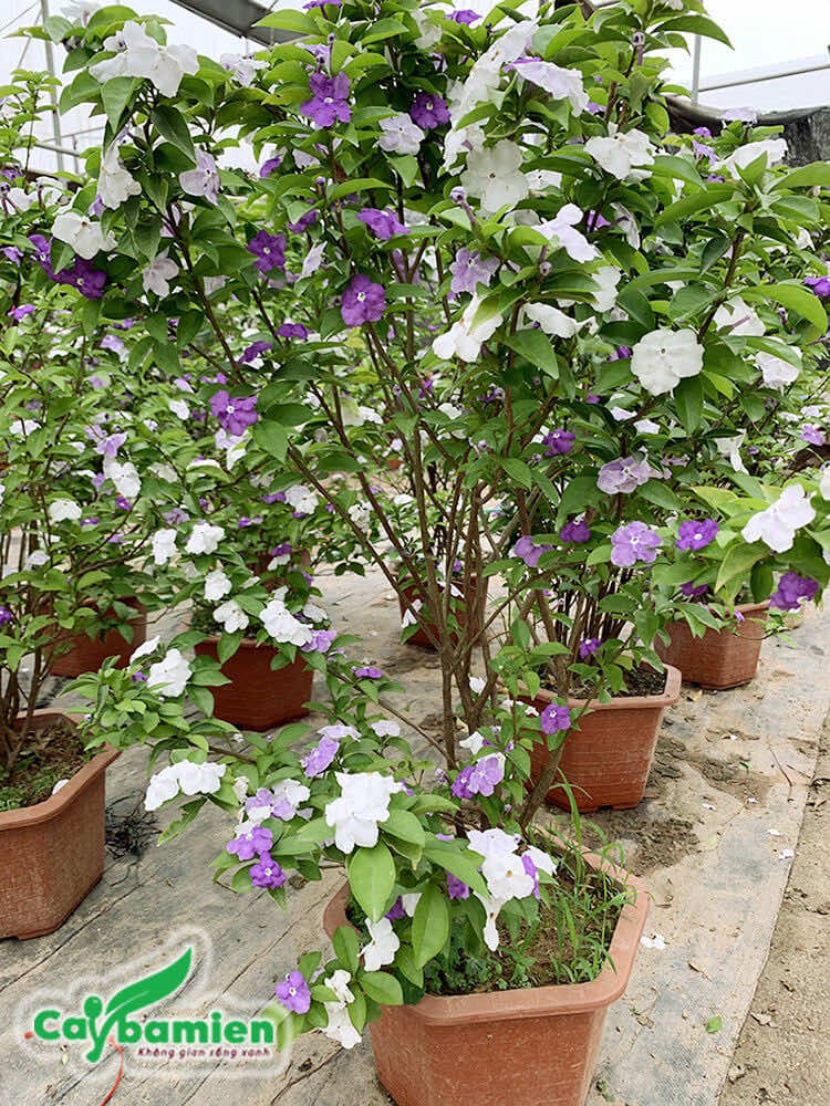 Cây hoa Nhài Nhật trồng trong chậu, đã trưởng thành cho hoa