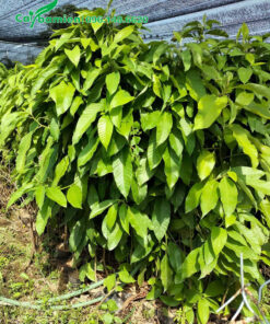 Cây Hoàng Lan giống cao từ 1 - 1,2m