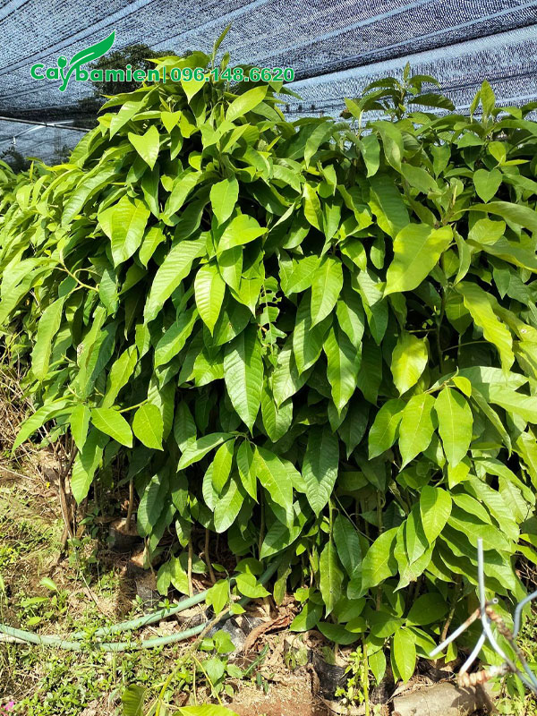 Cây Hoàng Lan giống cao từ 1 - 1,2m