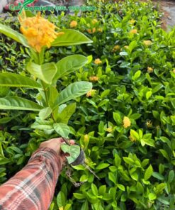 Cây giống Mẫu Đơn màu vàng cam