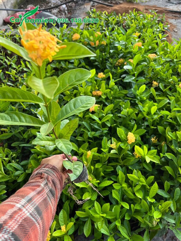 Cây giống Mẫu Đơn màu vàng cam