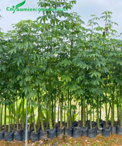 Cây Mỹ Nhân giống cao 1 - 1,5m