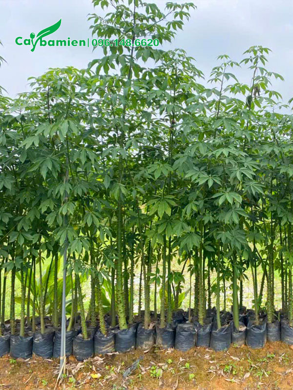 Cây Mỹ Nhân giống cao 1 - 1,5m