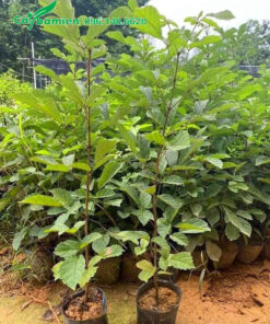 Hàng nghìn cây phong linh giống chiều cao 50 - 60cm