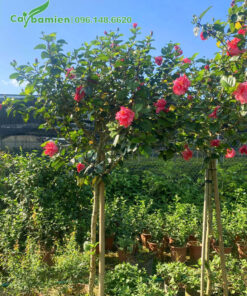 Dam Bụt hồng thoát thân cao 1m