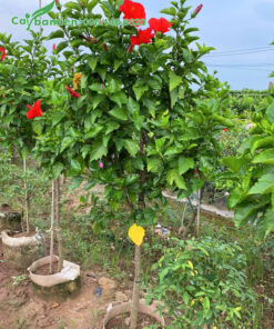 Cây Dâm Bụt hoa đỏ thân tree, thoát thân cao 70cm