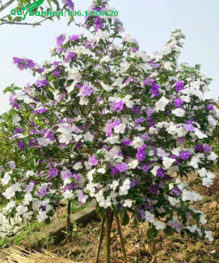 Cây Nhài Nhật siêu hoa chiều cao hơn 1m