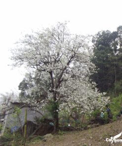 Cây lê Tây bắc mùa hoa nở